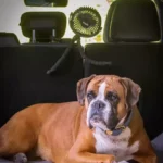 tinkafu barnevognvifte vifte til hund
