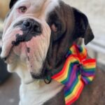 356 Pridesløyfe på hund